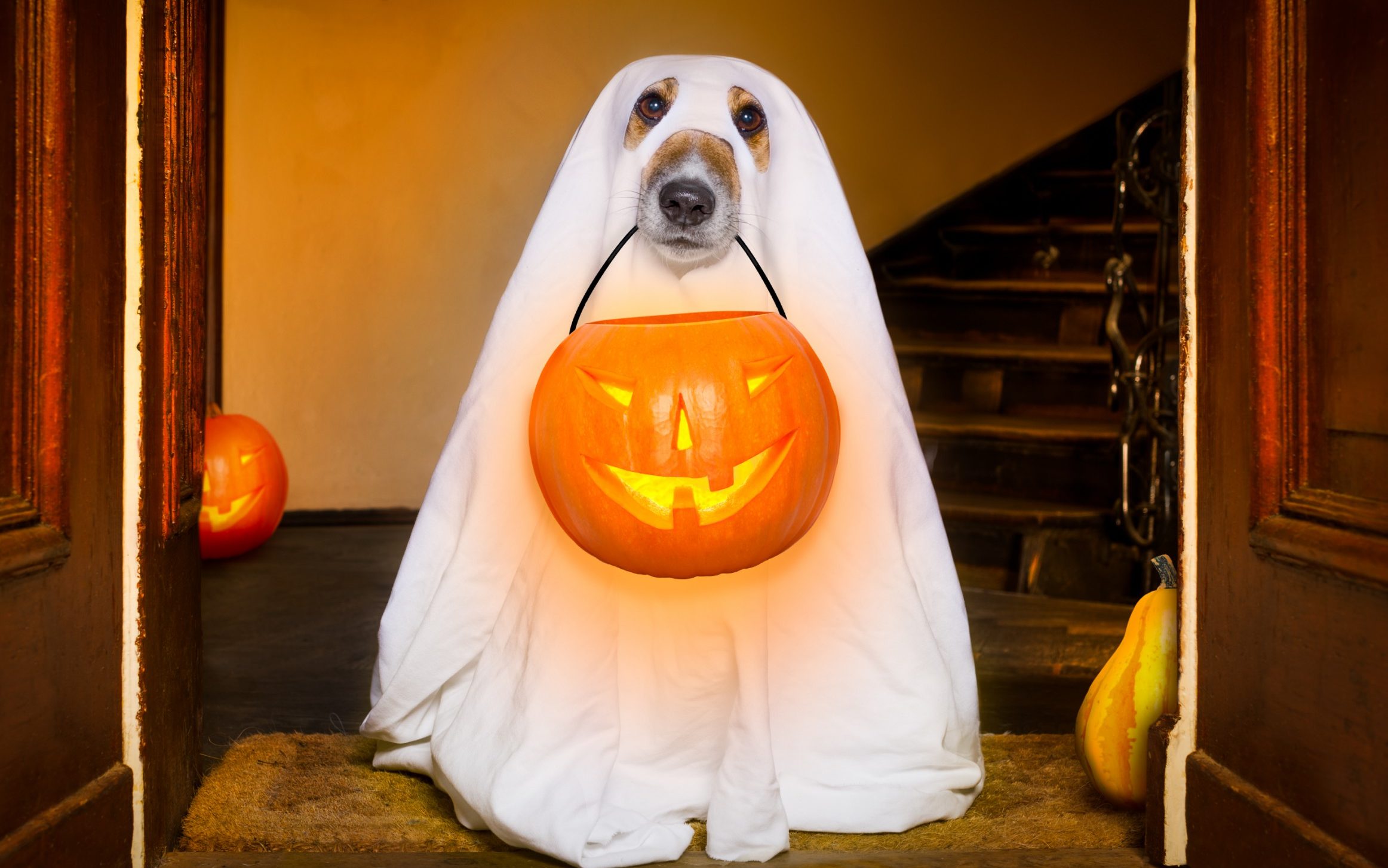 It's Halloween. What are you going to dress up as?